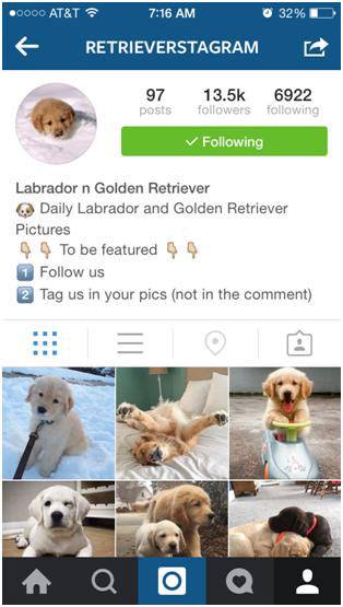 These cute animal Instagram accounts too adorable for words.