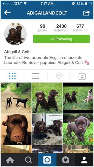 These cute animal Instagram accounts too adorable for words.