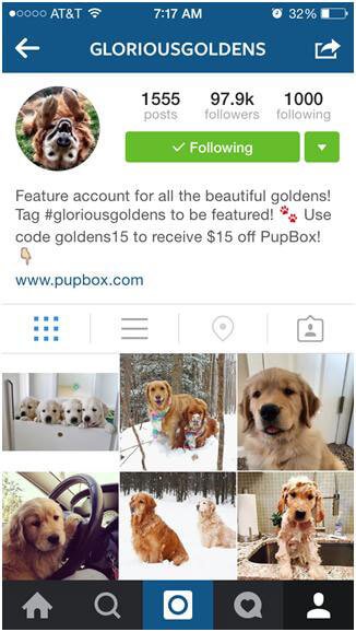 These cute animal Instagram accounts too adorable for words.