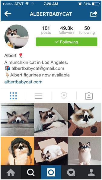These cute animal Instagram accounts too adorable for words.