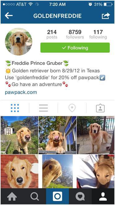 These cute animal Instagram accounts too adorable for words.