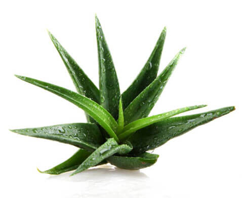 Aloe Vera is one of 8 houseplants you need in your home.
