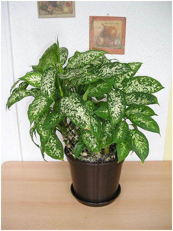 Try putting a hibiscus or one of these other 11 flowering plants in your office.